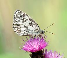 Marbled White