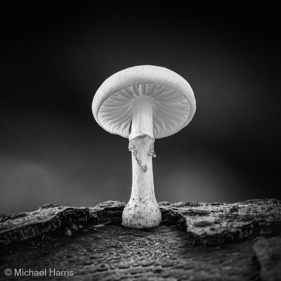 Porcelain Toadstool by Michael Harris