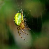 Cucumber Spider