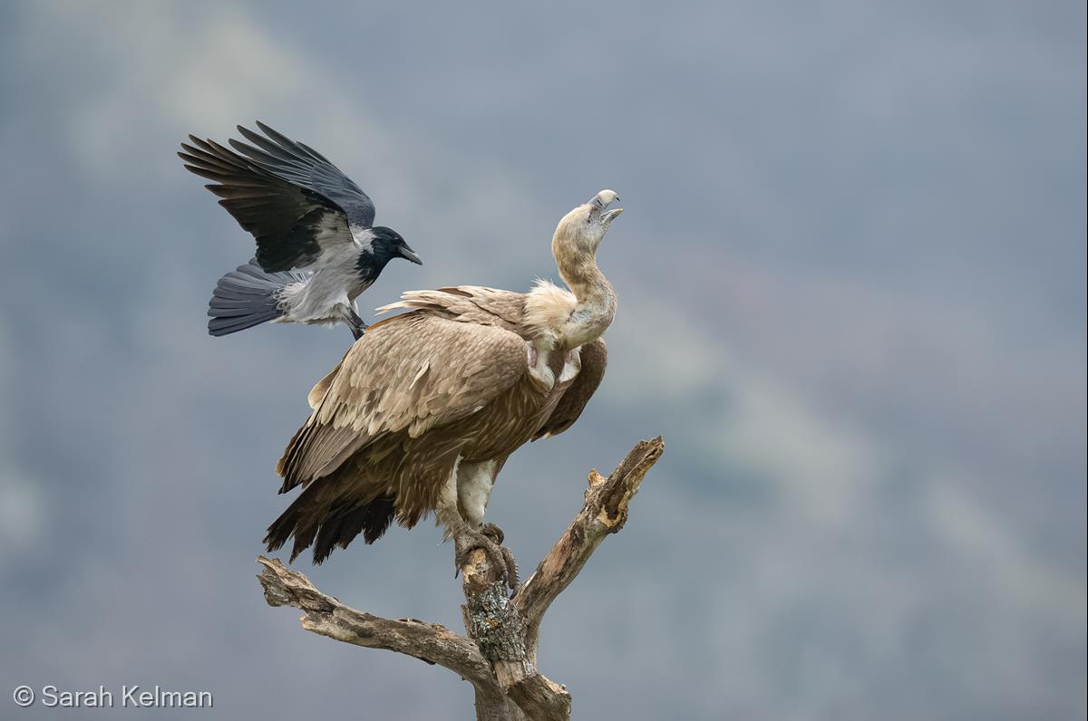 Hooded Crow Mobs Griffon Vulture by Sarah Kelman