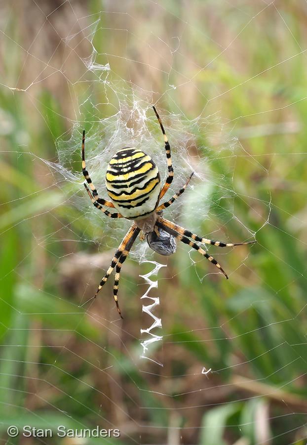 Wasp Spider by Stan Saunders