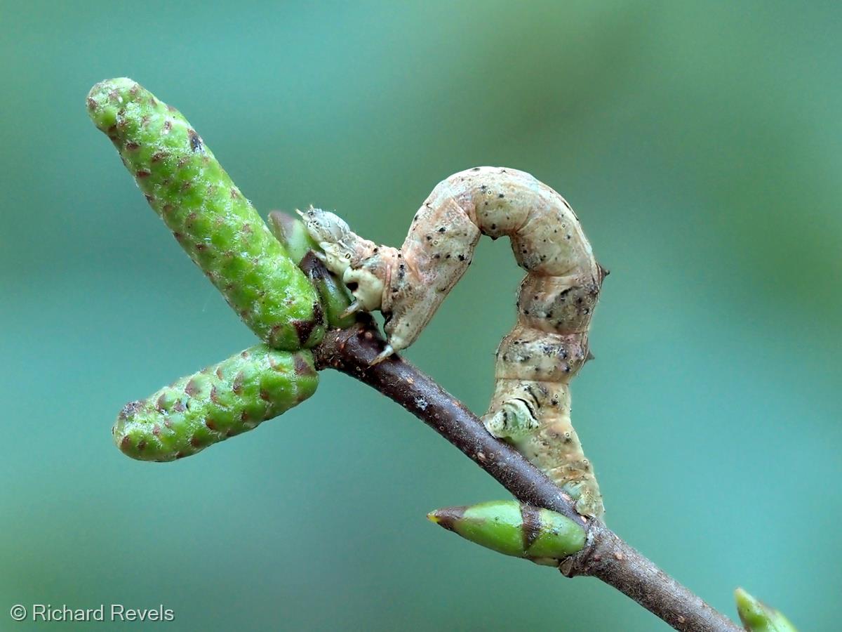 Early Thorn Moth Larva on Birch Twig by Richard Revels