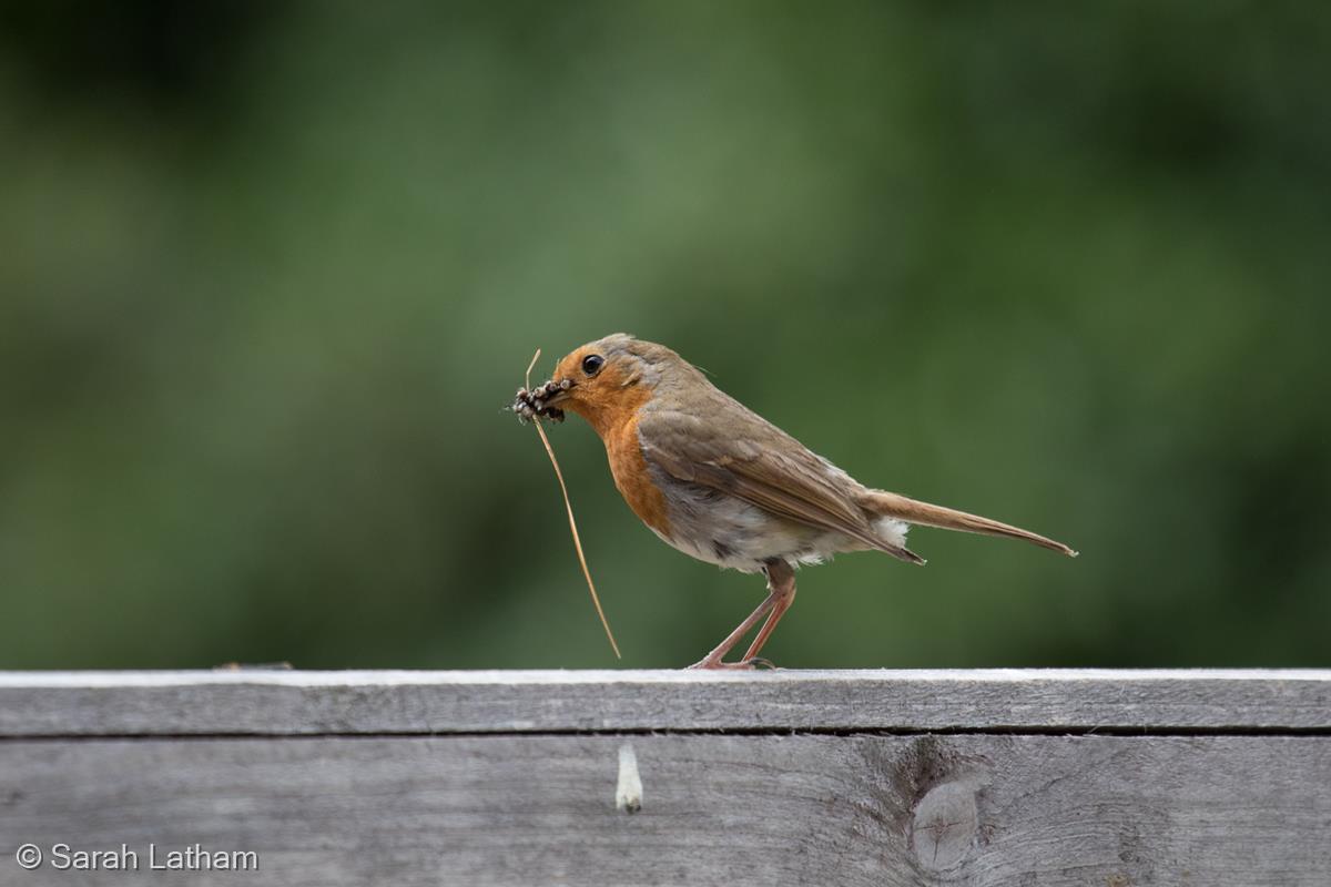 Robin with Flies by Sarah Latham