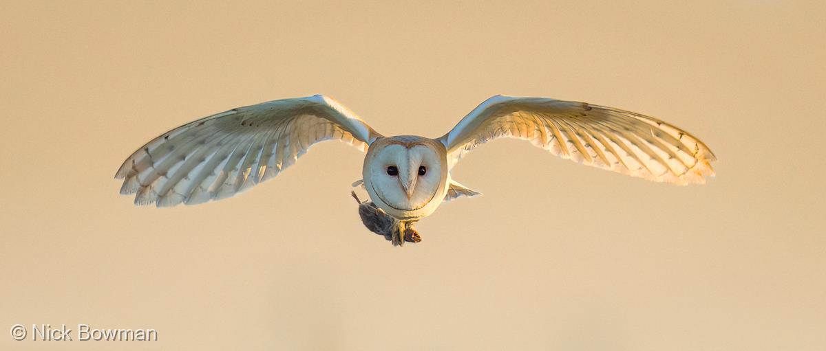 Barn Owl Head On by Nick Bowman