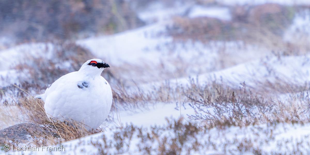 Ptarmigan by Lachlan French