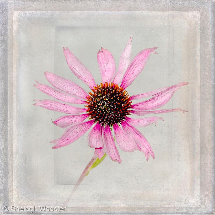 Echinacea by Shelagh Wooster