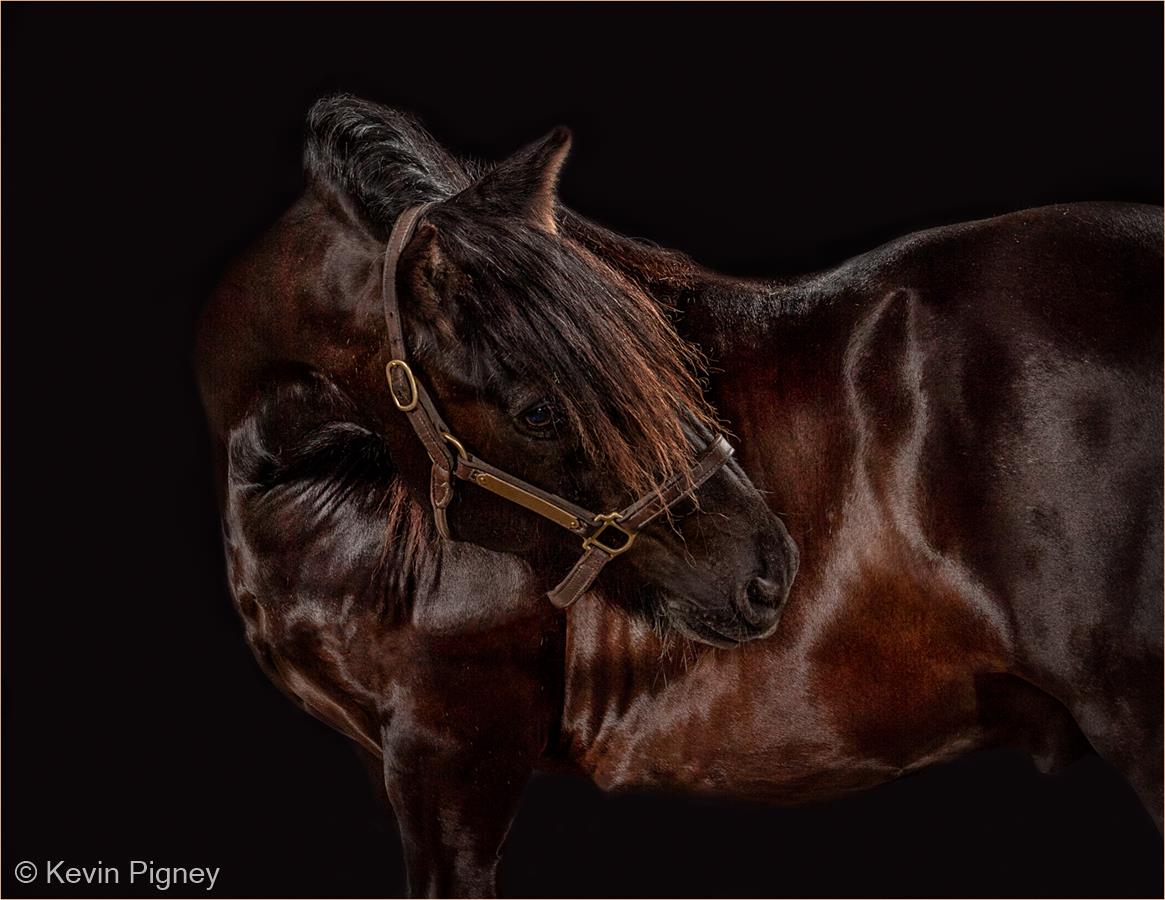 Fergus, Equine Studio Portrait by Kevin Pigney