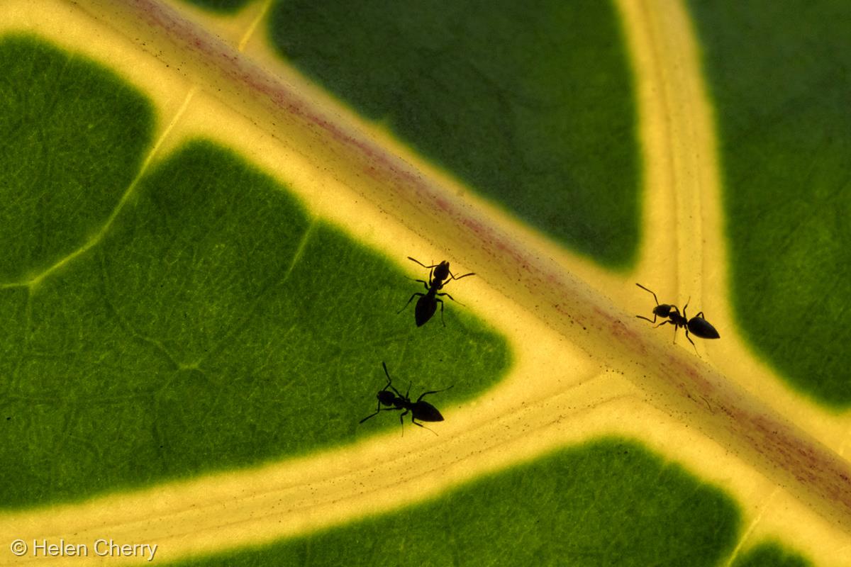 Three Ants by Helen Cherry