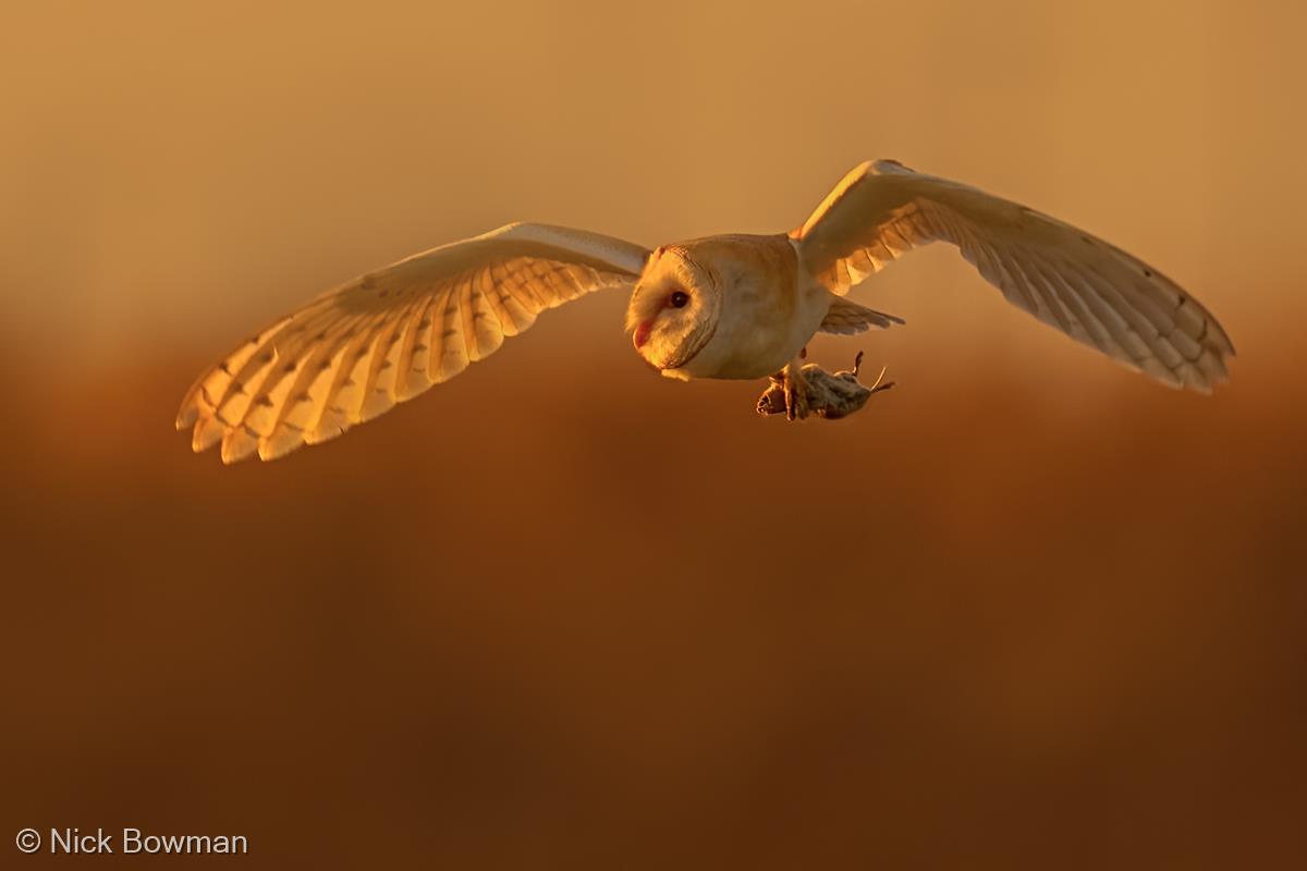 Barn Owl at Dusk by Nick Bowman