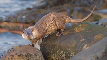 Otter on the Rocks