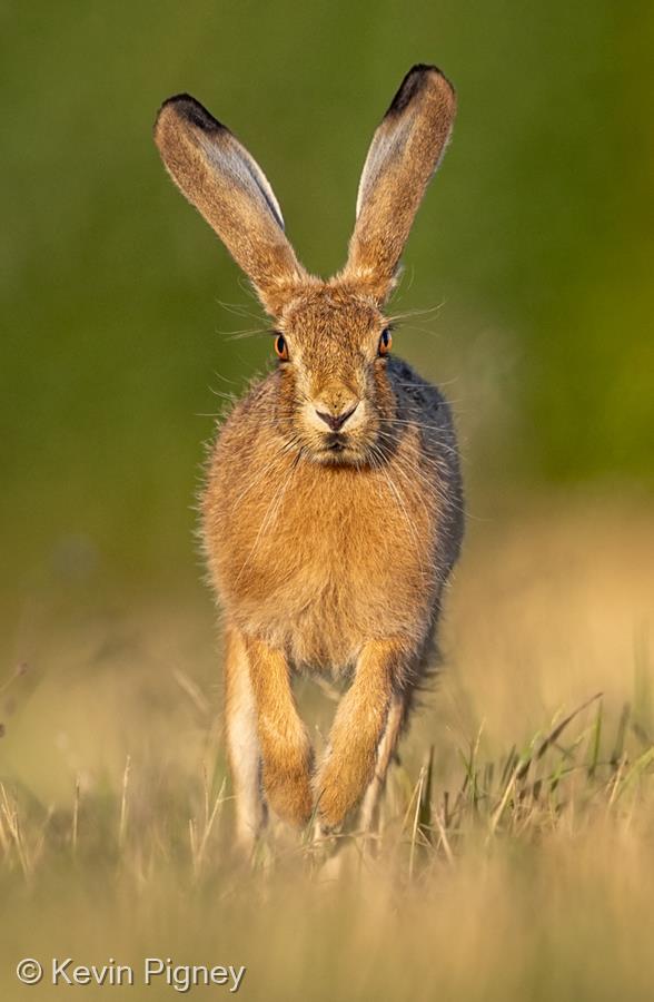 Head-on Hare by Kevin Pigney