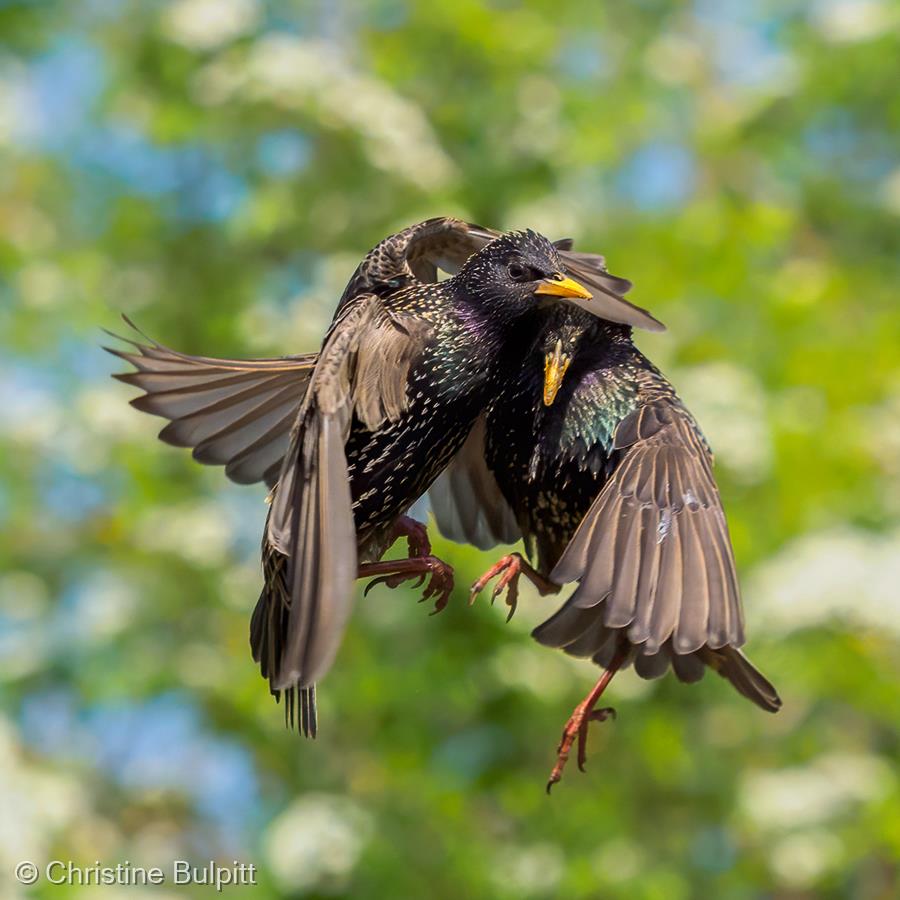 Starling Spat by Christine Bulpitt