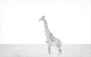 Portrait of a Giraffe