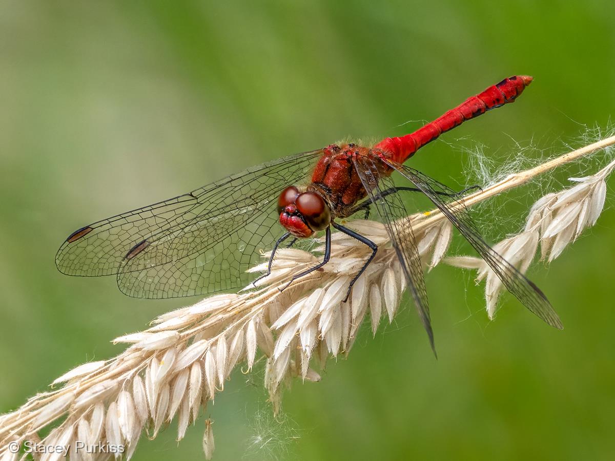 Ruddy Darter Dragonfly by Stacey Purkiss