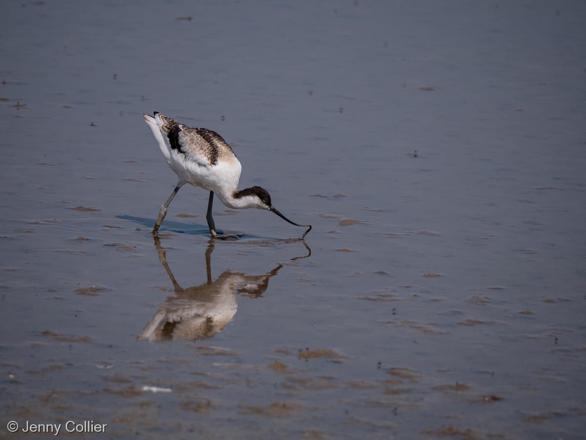 Avocet Feeding on Ragworm by Jenny Collier