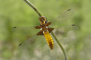 Broad-bodied Chaser