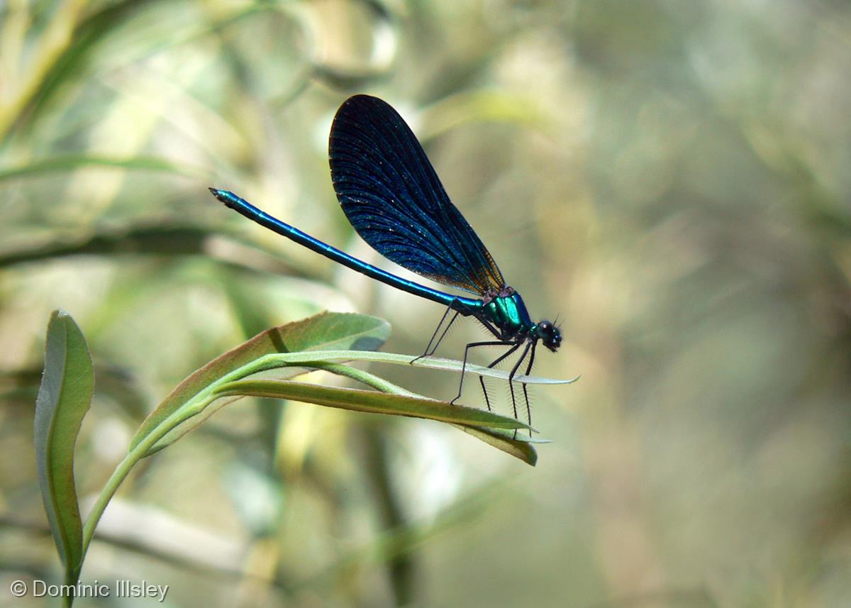 Dragon Fly by Dominic Illsley