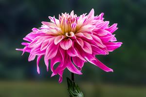 Big Fat Dahlia