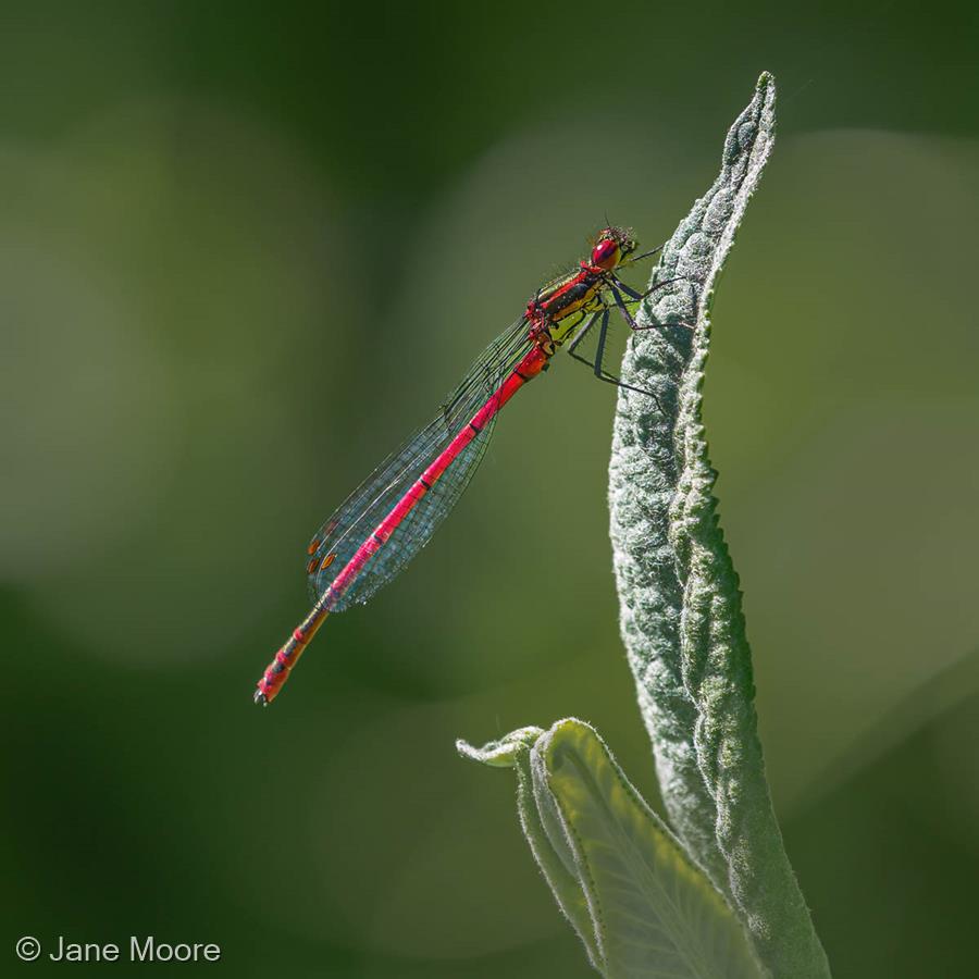 Large Red Damselfly by Jane Moore