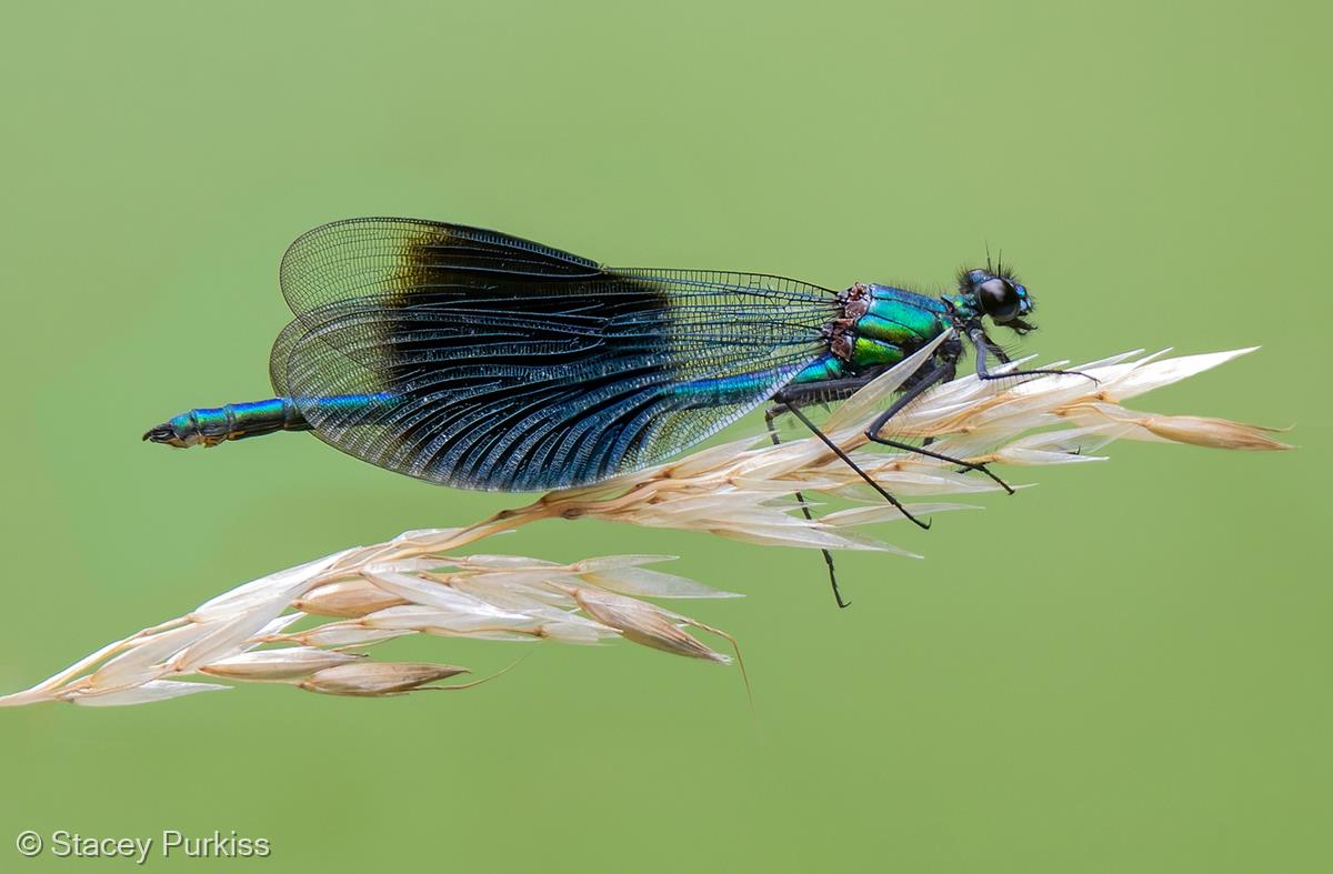 Banded Demoiselle by Stacey Purkiss