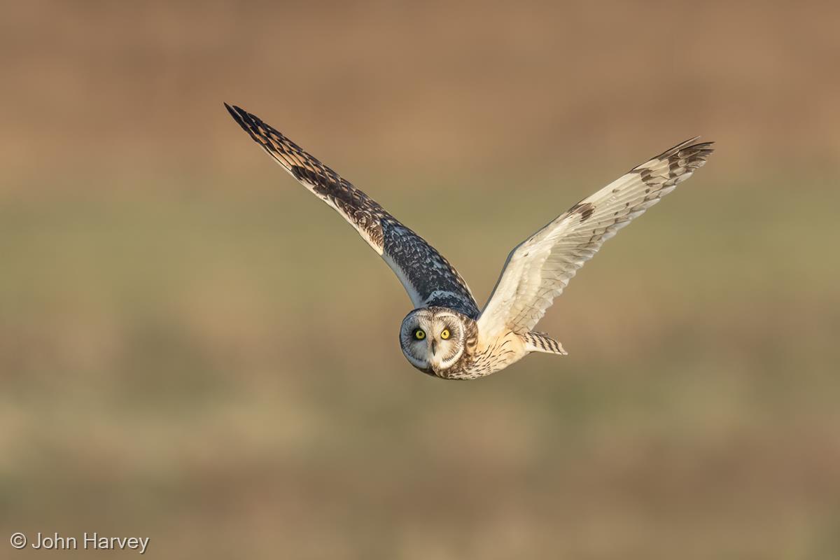 Short-eared Owl by John Harvey