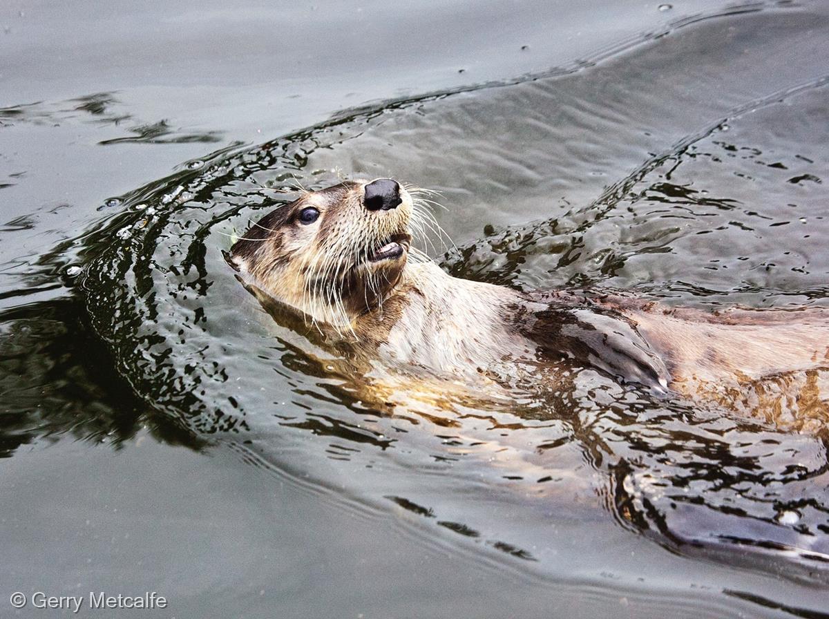 European Otter by Gerry Metcalfe