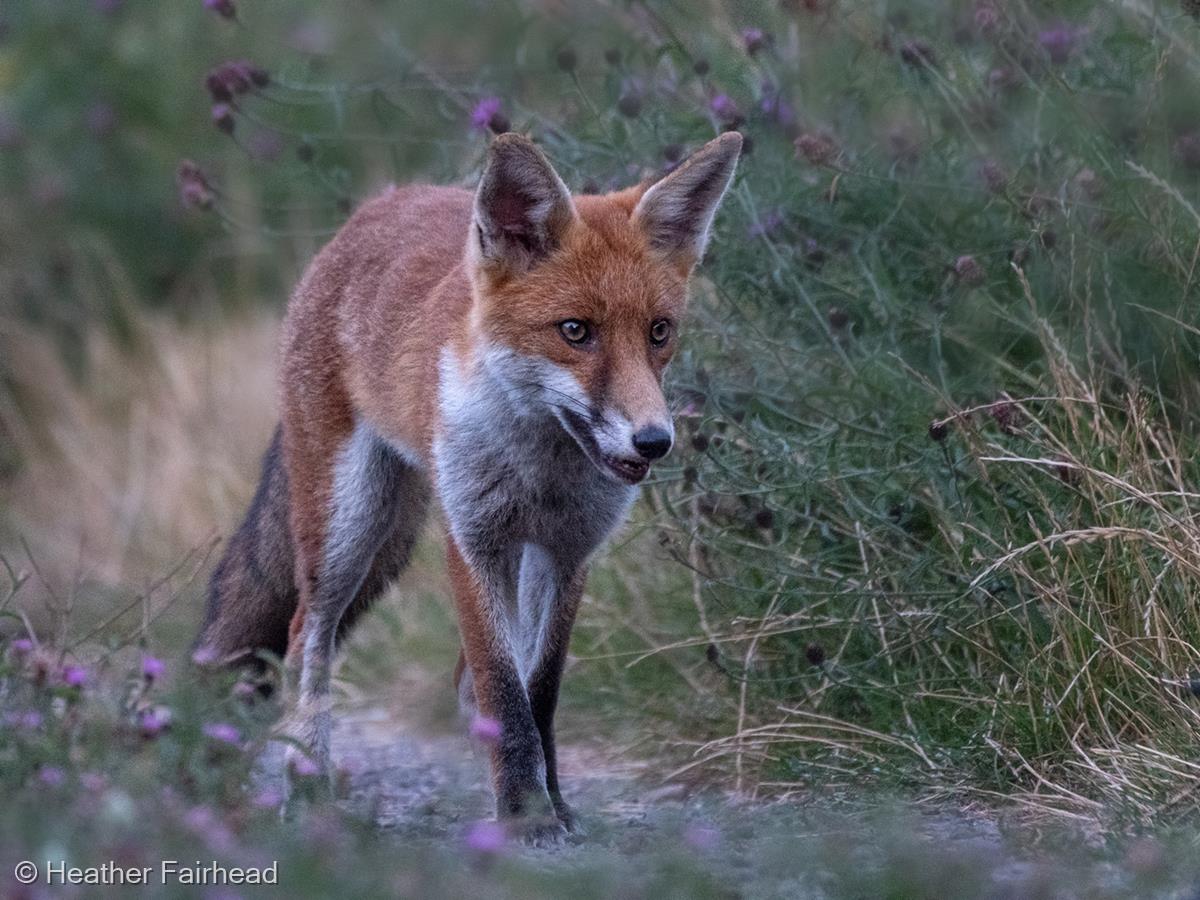 Fox by Heather Fairhead