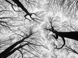 Lungs of the World