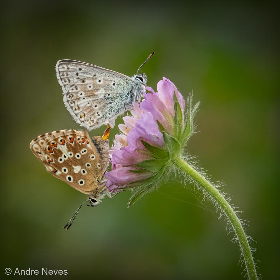 Chalkhill Blues Mating by Andre Neves