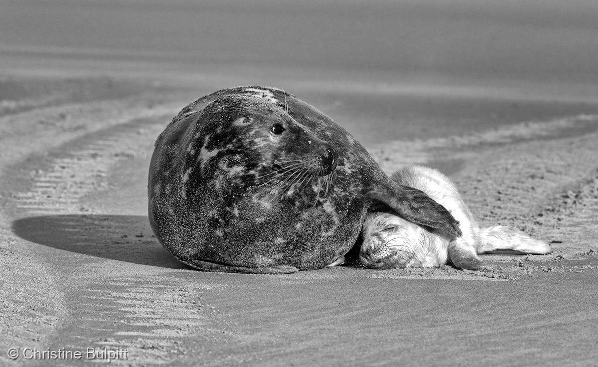 Grey Seal Cow with Newborn Pup by Christine Bulpitt