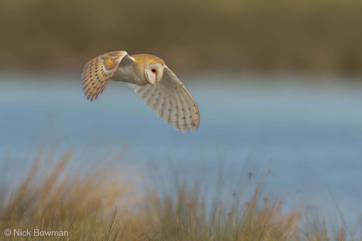 Barn Owl Hunting by Nick Bowman