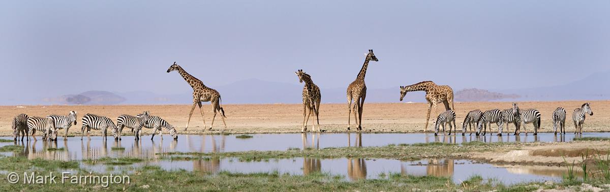 Busy Waterhole by Mark Farrington