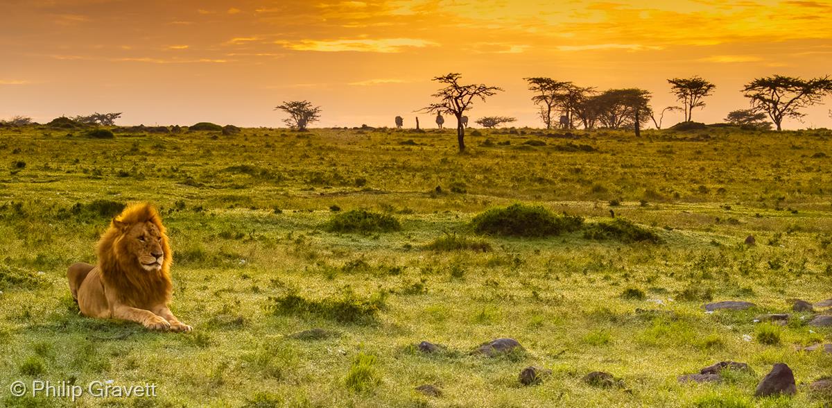 Dawn, Mara North Conservancy, Kenya by Philip Gravett