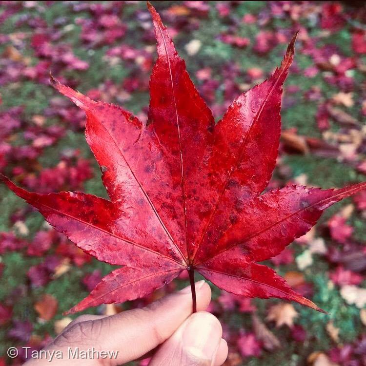 Vivid Leaf by Tanya Mathew