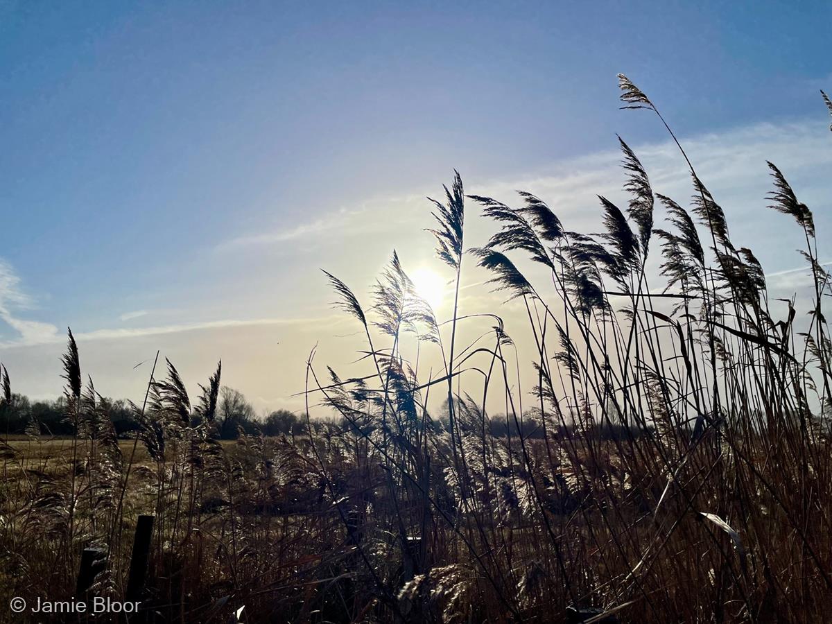 Wicken Fen by Jamie Bloor