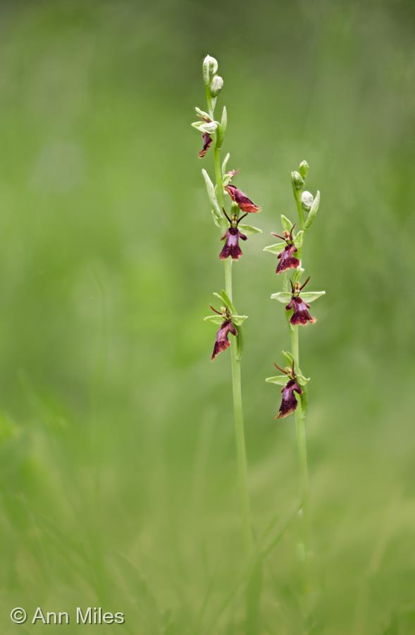 Fly Orchid by Ann Miles