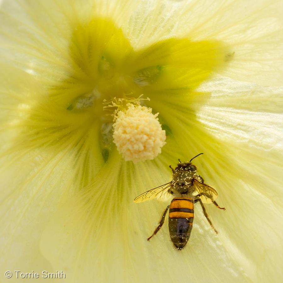 Pollen Collector by Torrie Smith