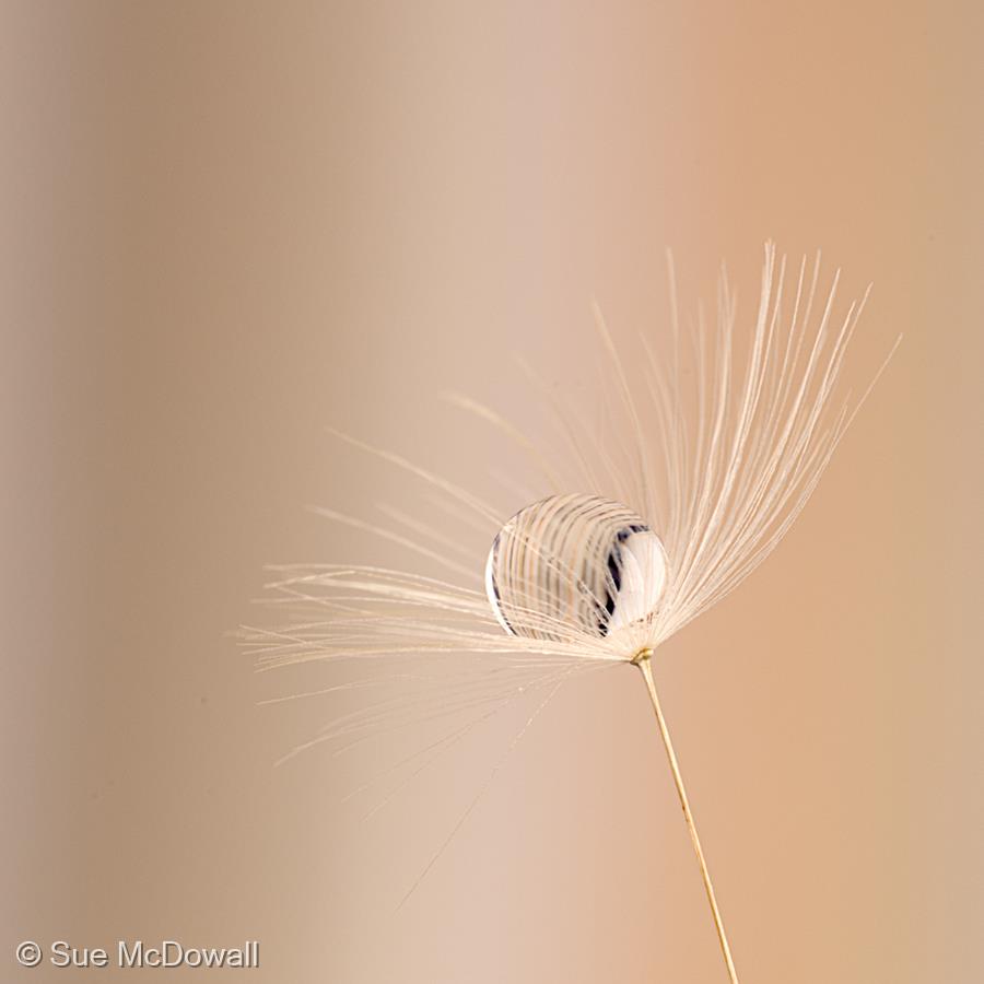 Dandelion Seed with Droplet by Sue McDowall