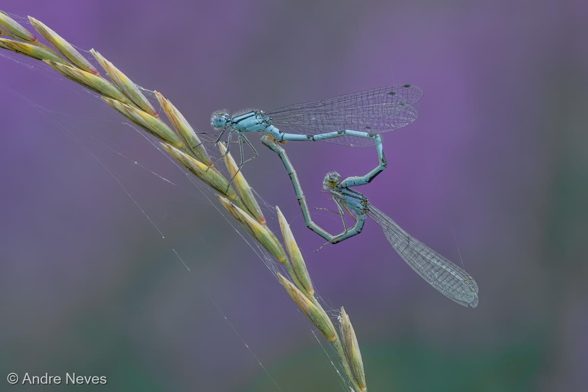 Common-blue Damselflies by Andre Neves