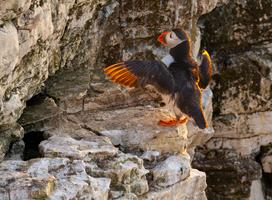 Puffin