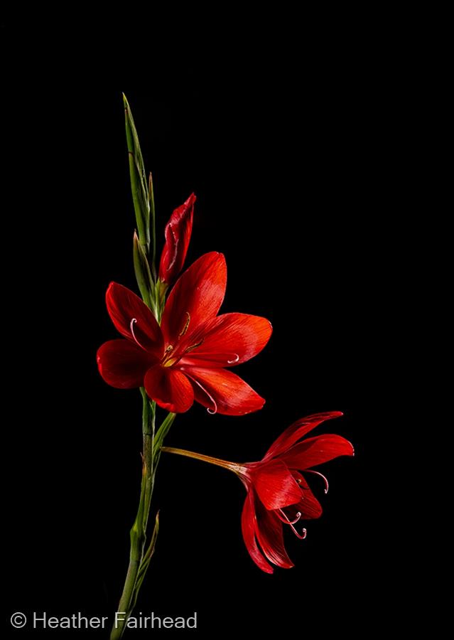 Hesperantha coccinea by Heather Fairhead