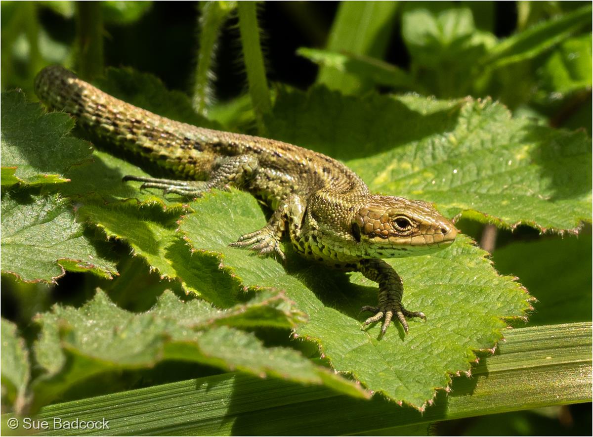 Common Lizard by Sue Badcock