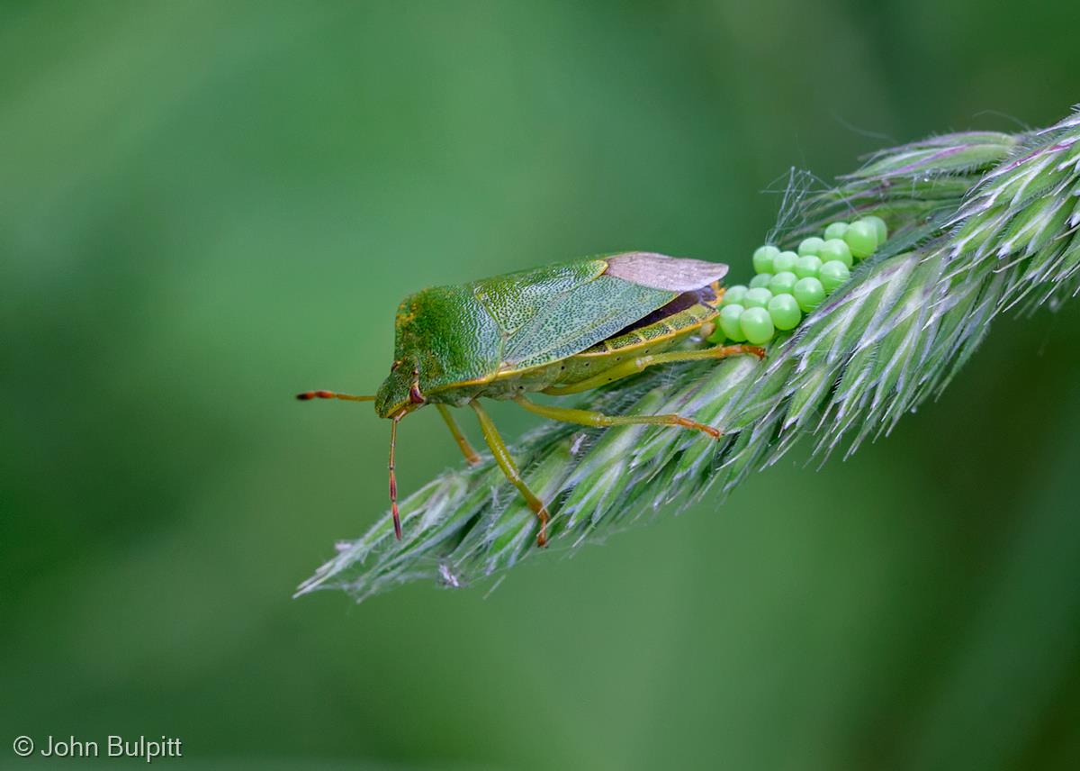 Green Shieldbug Egg-Laying by John Bulpitt