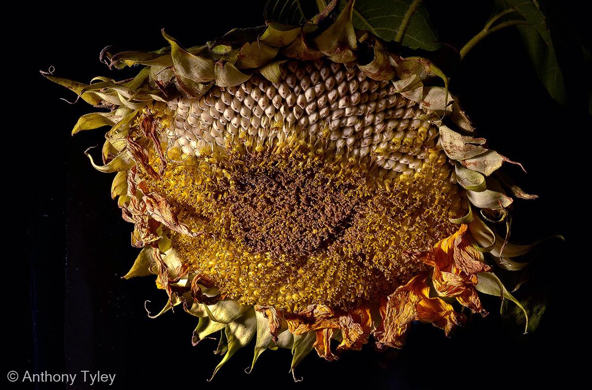 The Next Year's Sunflowers by Anthony Tyley