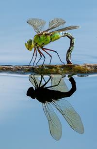 Emperor Dragonfly Egg Laying