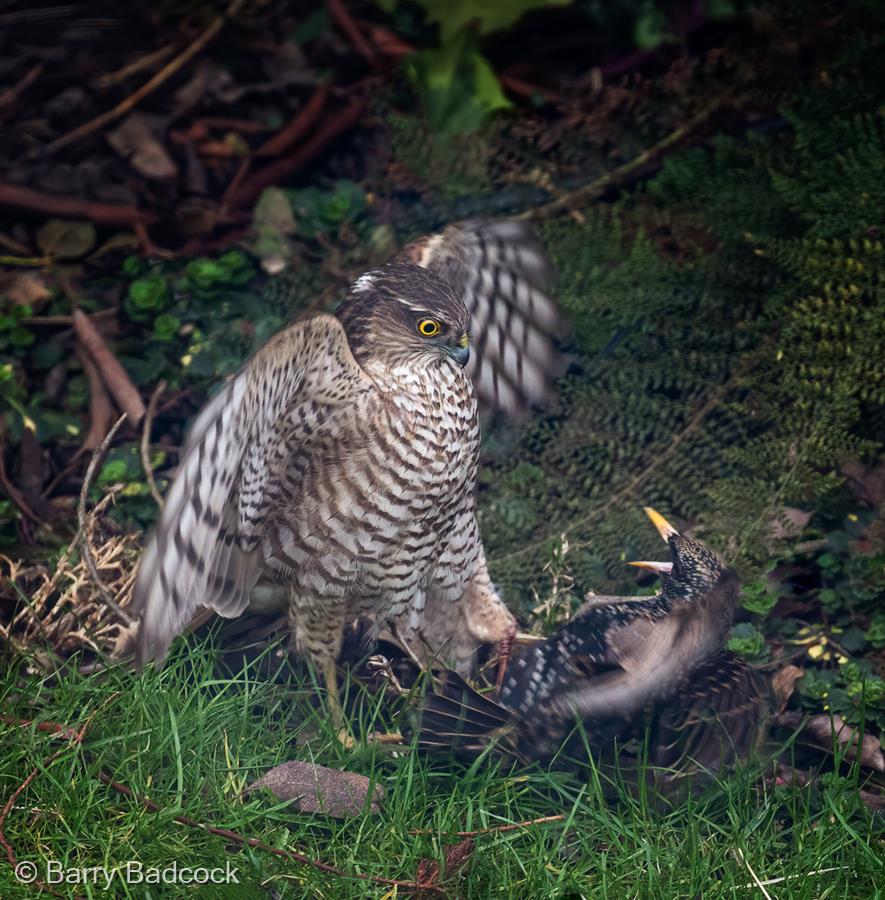 Sparrowhawk Attacking Prey by Barry Badcock