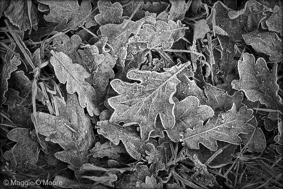 Fallen Leaves on a Cold Winter's Day by Maggie O'Moore