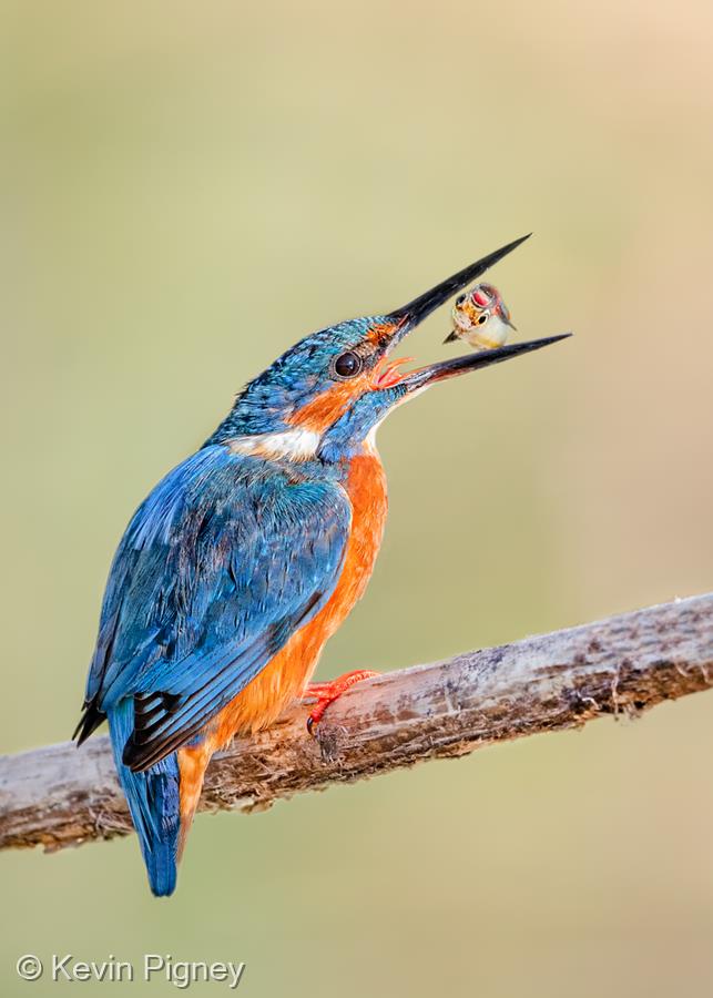 Kingfisher with Stickleback, RSPB Lakenheath by Kevin Pigney