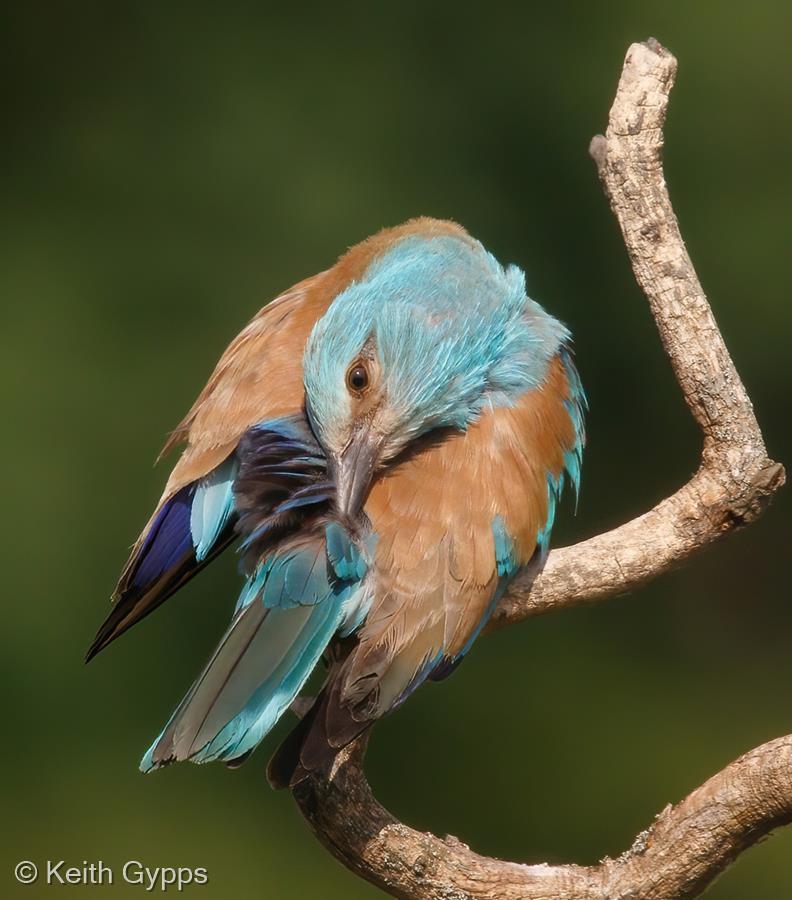 Preening Roller by Keith Gypps
