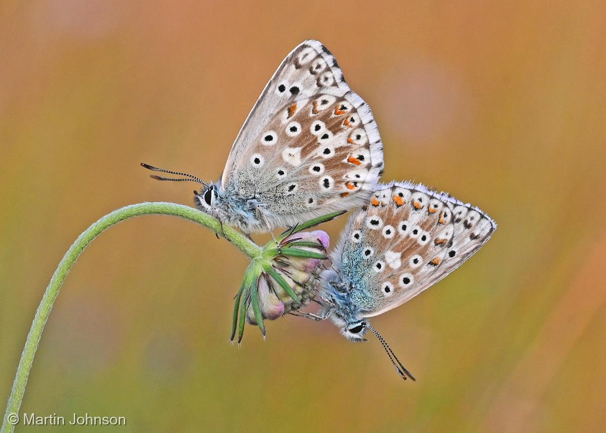 Two Roosting Chalkhill Blue Imagos by Martin Johnson